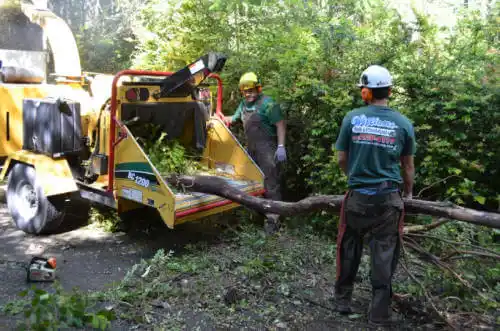 tree services Cohasset